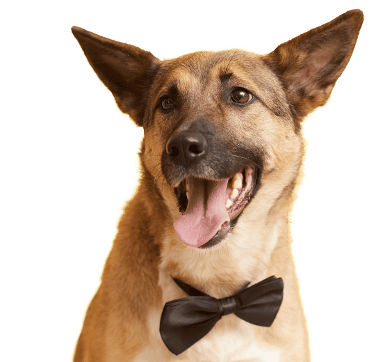 pet dressed necktie 2021 08 27 22 18 47 utc 1 - Emotional Support Animals