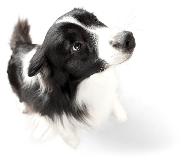 cute black and white dog - Emotional Support Animals
