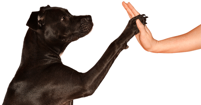 dog high five - Emotional Support Animals