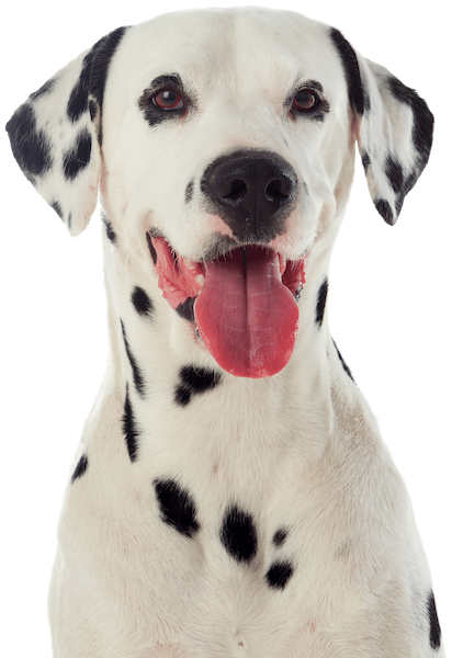 emotional support dalmation - Emotional Support Animals