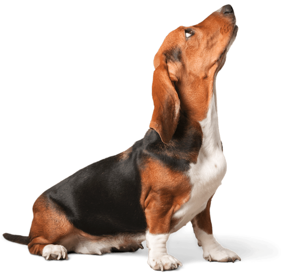 esa beagle - Emotional Support Animals