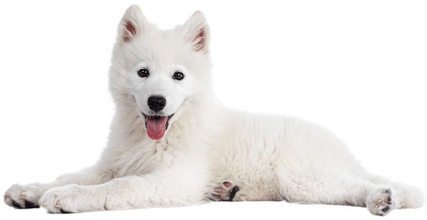 white esa puppy - Emotional Support Animals