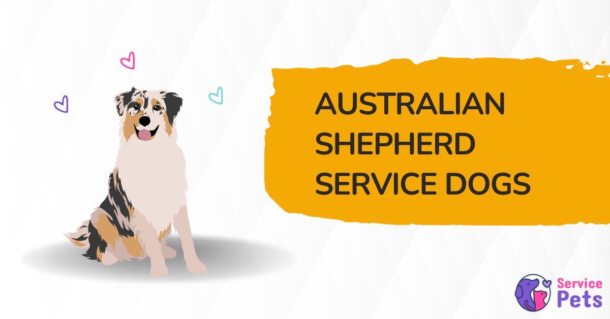 australian shepherd service dog