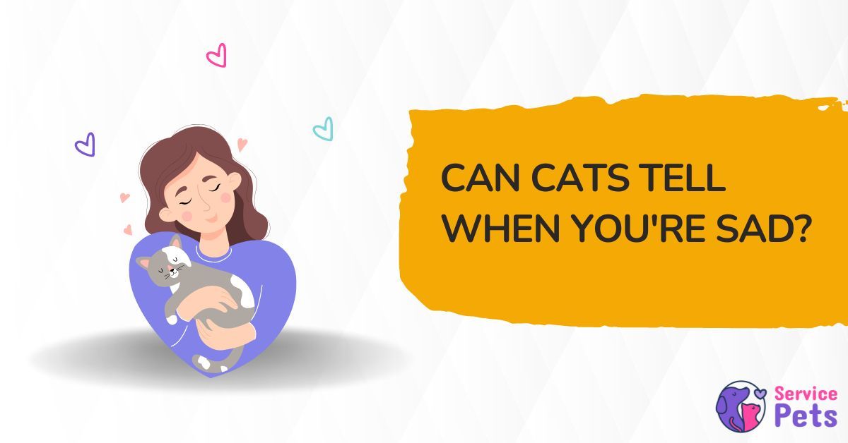 can-cats-tell-when-you-re-sad-feline-emotional-intelligence-service-pets