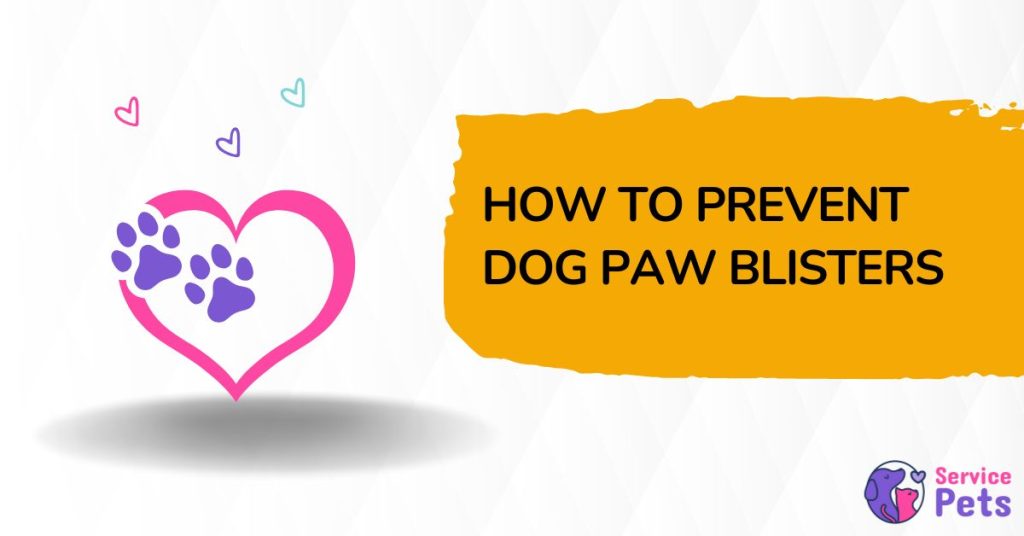 How to Prevent Dog Paw Blisters (6 Effective Ways) Service Pets