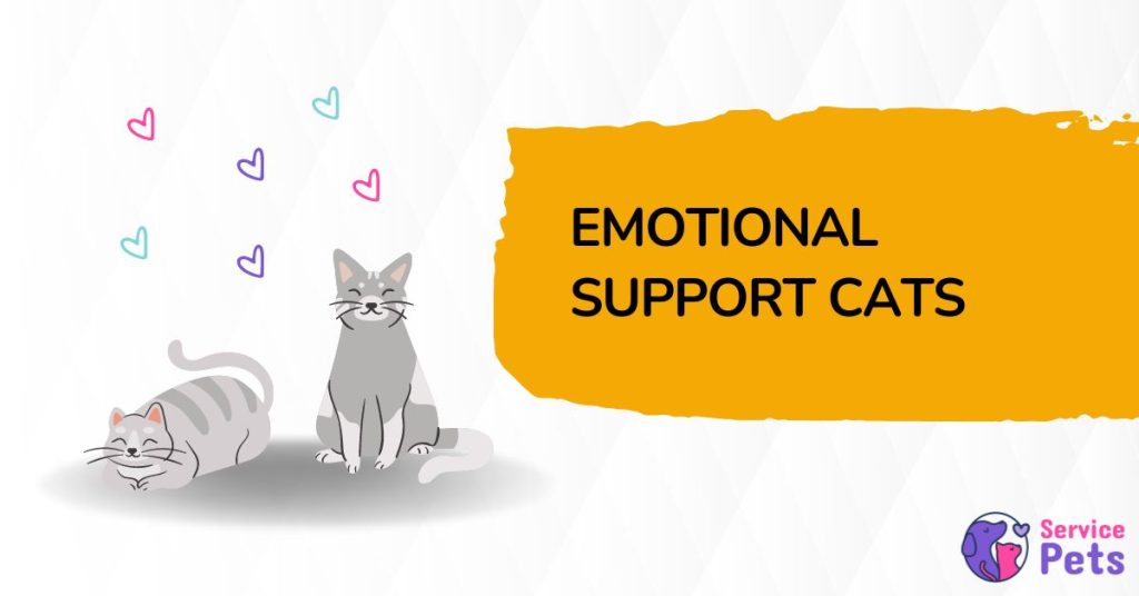 Emotional Support Cat How to Register Your Cat as An ESA