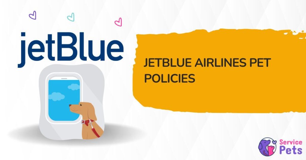 Navigating JetBlue Pet Policy Tips for Smooth Travel Service Pets