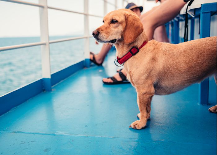 american airlines travel service dog