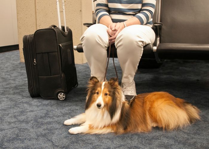 american airlines service dog