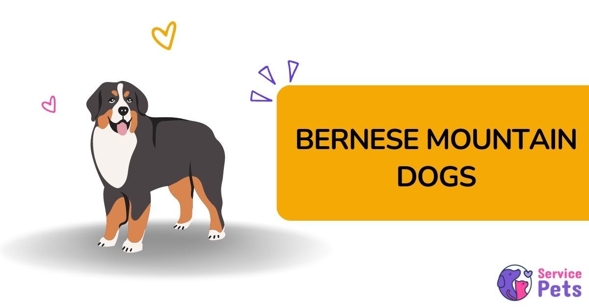 bernese mountain dog service dog