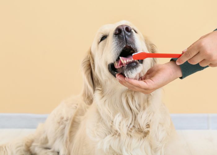 how to brush dogs teeth