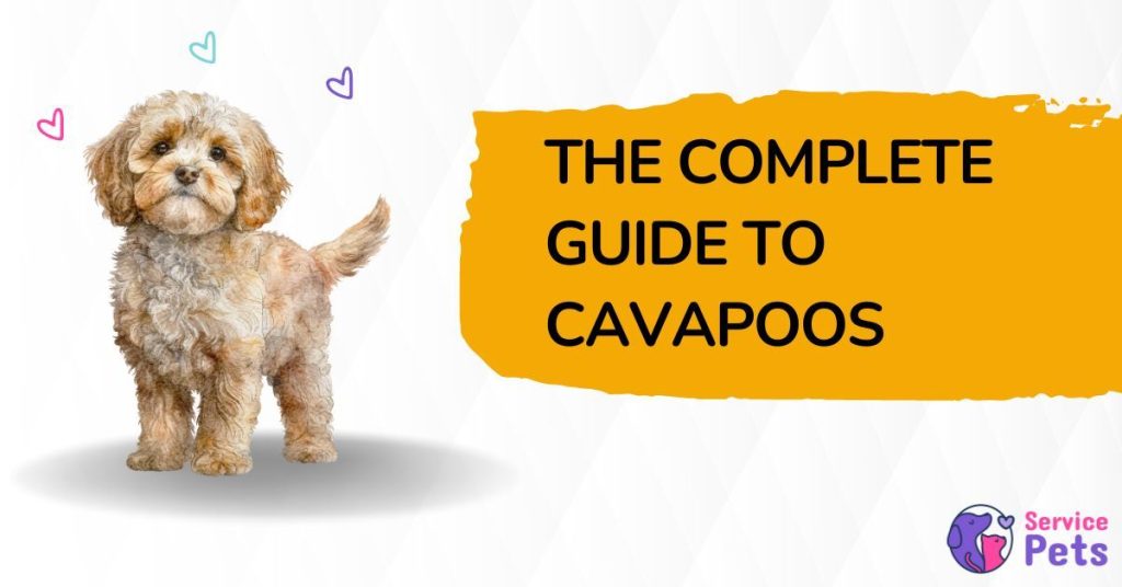 cavapoo dog