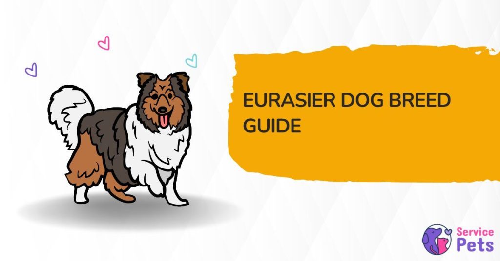 eurasier dog