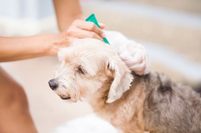 curing fleas and ticks on a dog