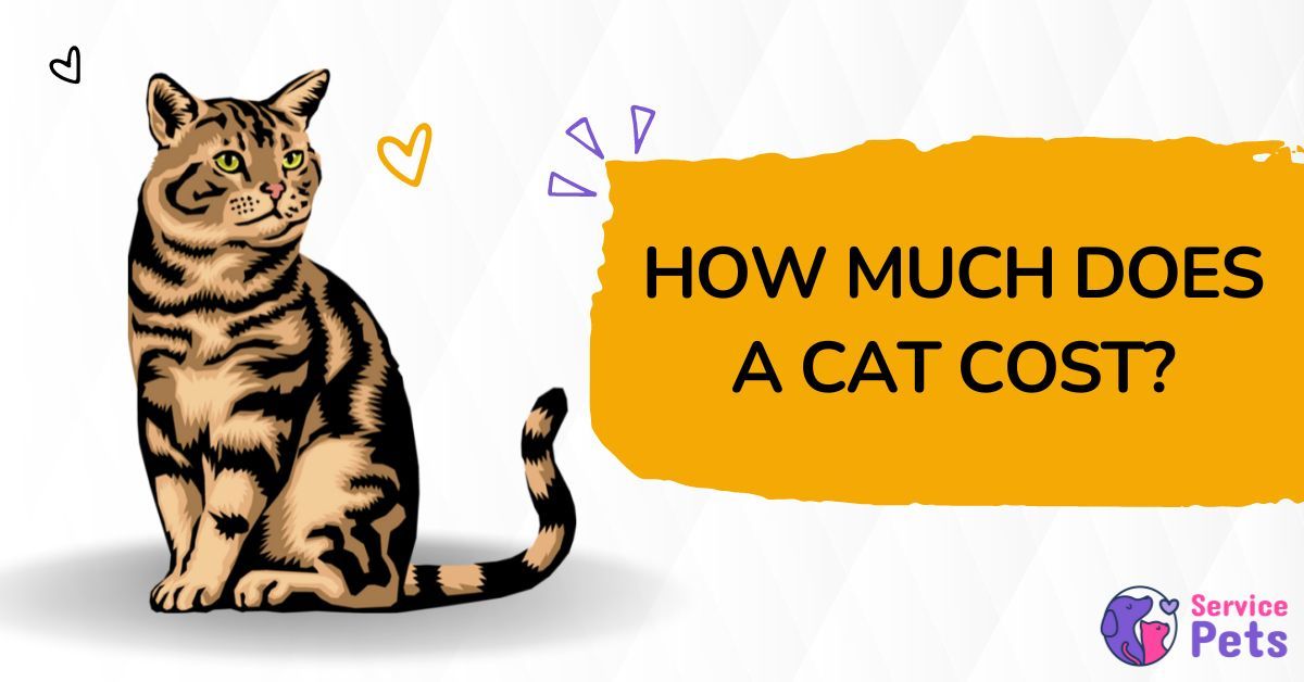 How Much Does a Cat Cost? Complete Expense Breakdown Service Pets