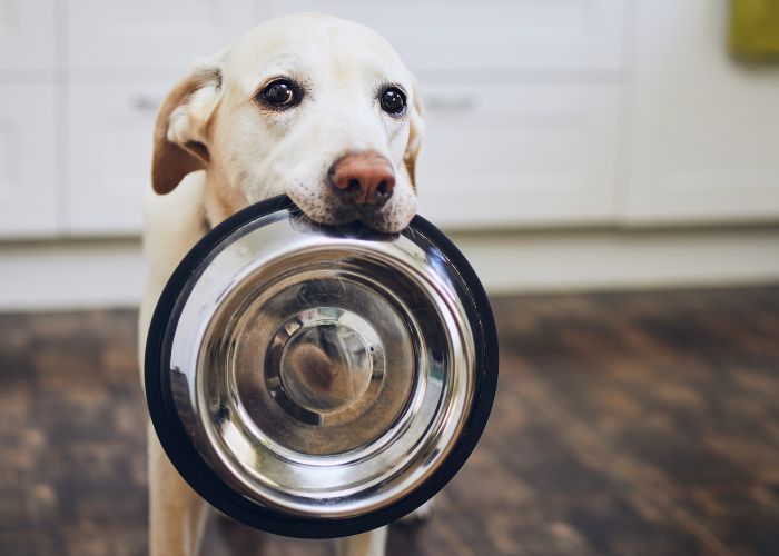 how much food to feed your dog