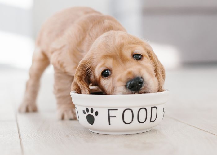 how much food to feed a puppy
