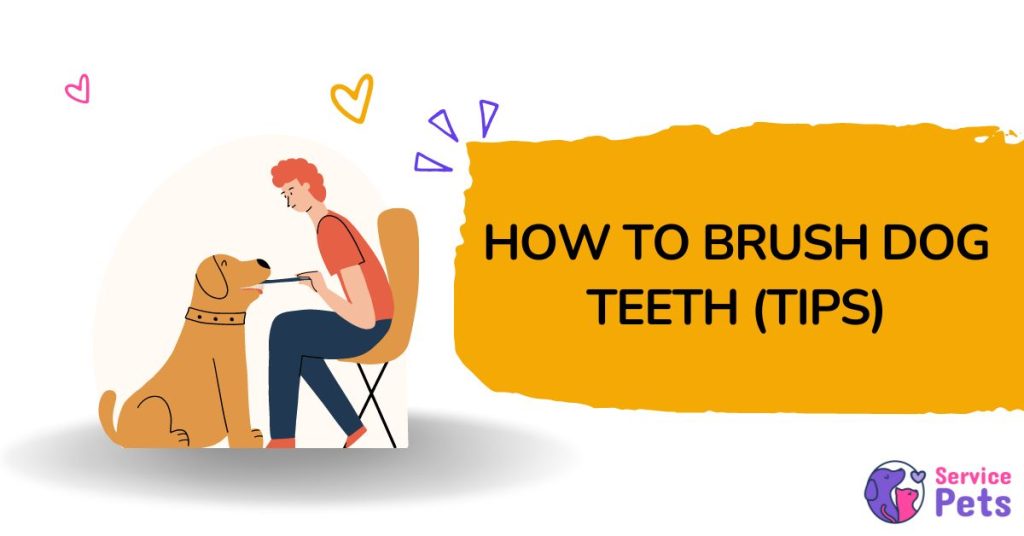 How to Brush Dogs Teeth (7 Tricks to Make Brushing Easier)