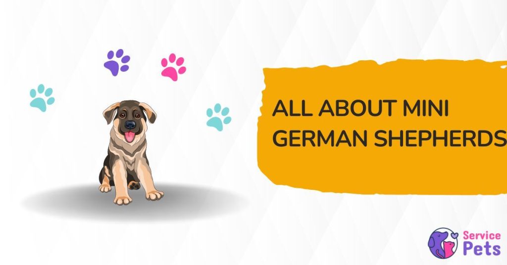 Miniature German Shepherd A Complete Guide for Pet Owners Service Pets