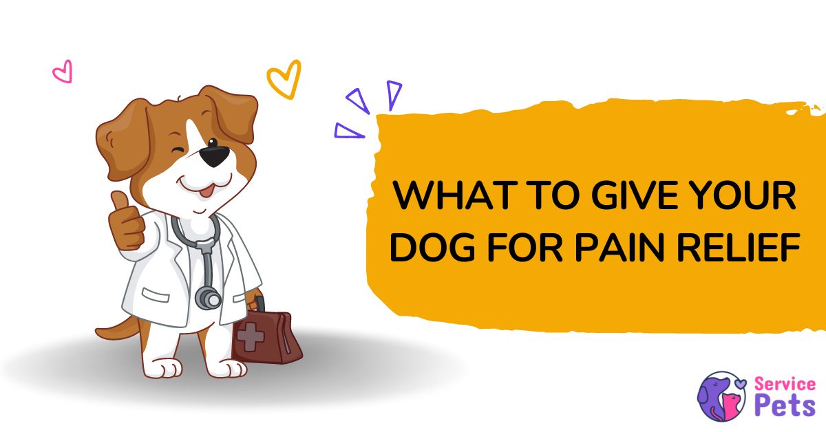 What Can I Give My Dog For Pain Relief 5 Best Medications   What To Give Your Dog For Pain Relief 