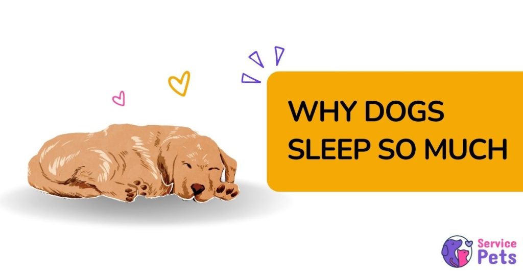 Why Do Dogs Sleep So Much? (6 Reasons Behind Napping Habits)