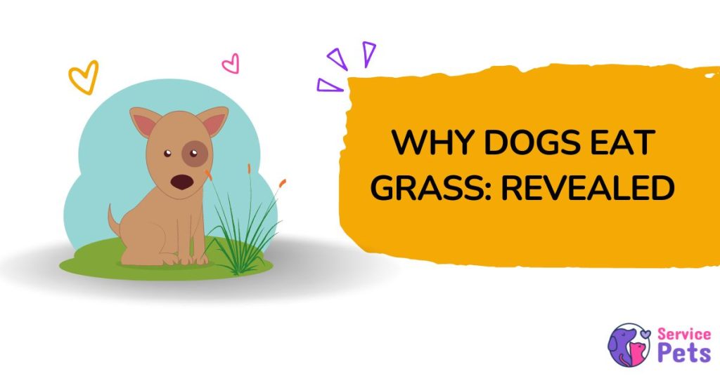 Why Do Dogs Eat Grass? (6 LittleKnown Reasons Revealed)