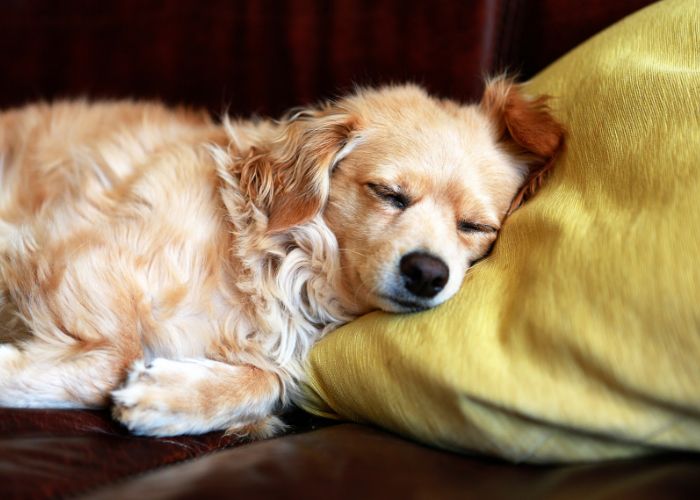 Why Do Dogs Sleep So Much? (6 Reasons Behind Napping Habits)