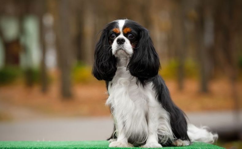 Cavalier King Charles Spaniels are great OCD service dogs