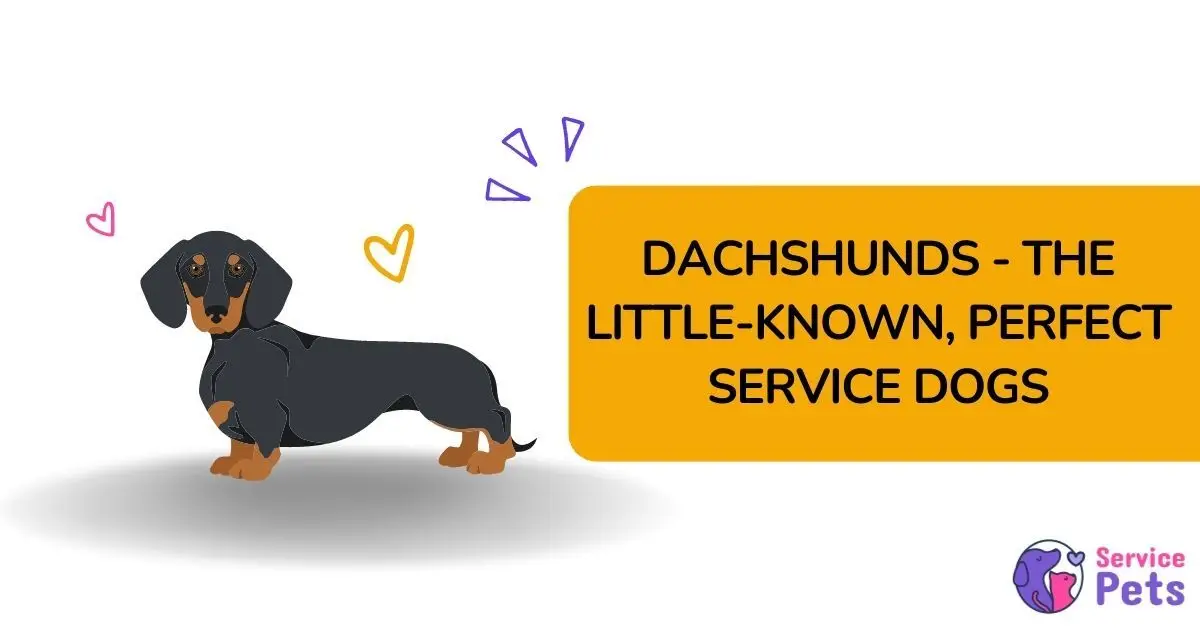dachshund service dog breed