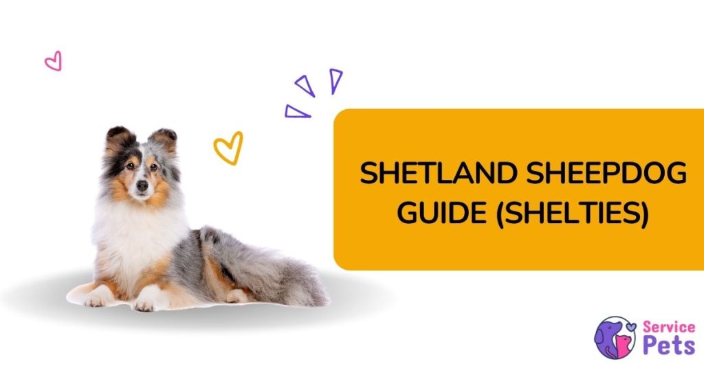 Shelties are the best dog breeds