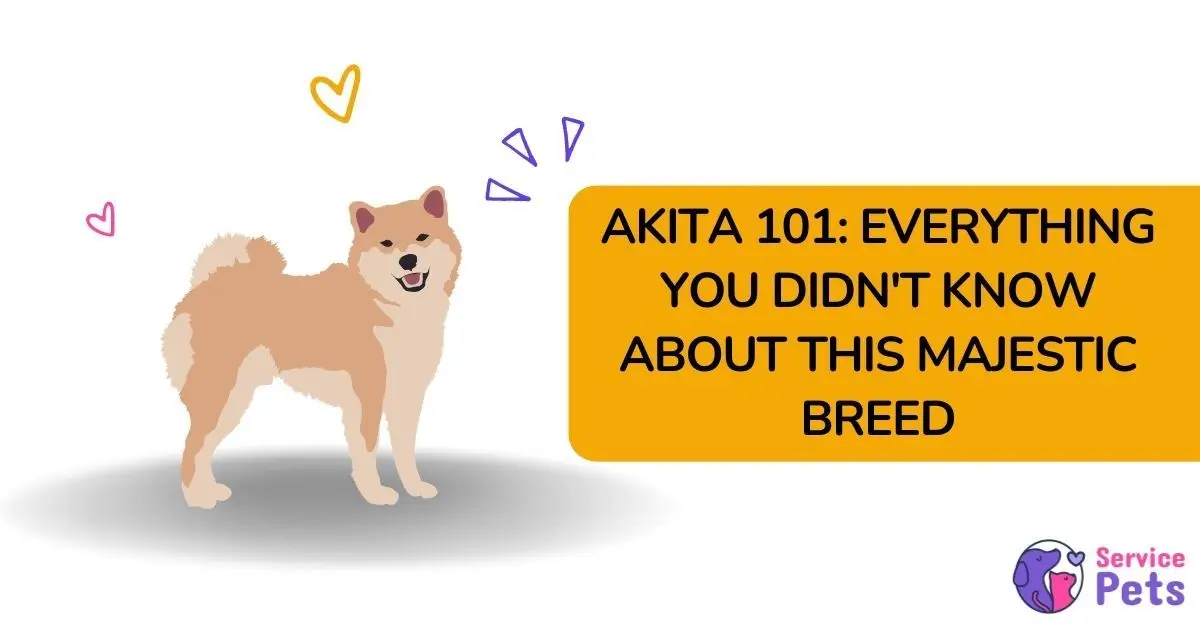 everything to know about the Akita dog breed