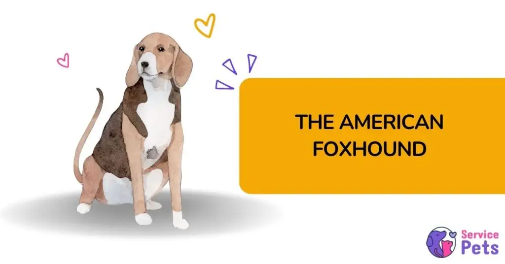 The American foxhound, a popular service dog breed.