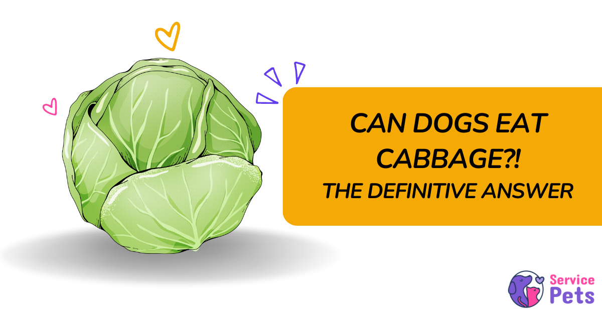 Can dogs eat cabbage? The definitive answer
