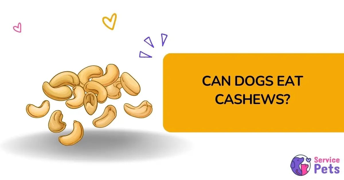 are dogs able to eat cashews?