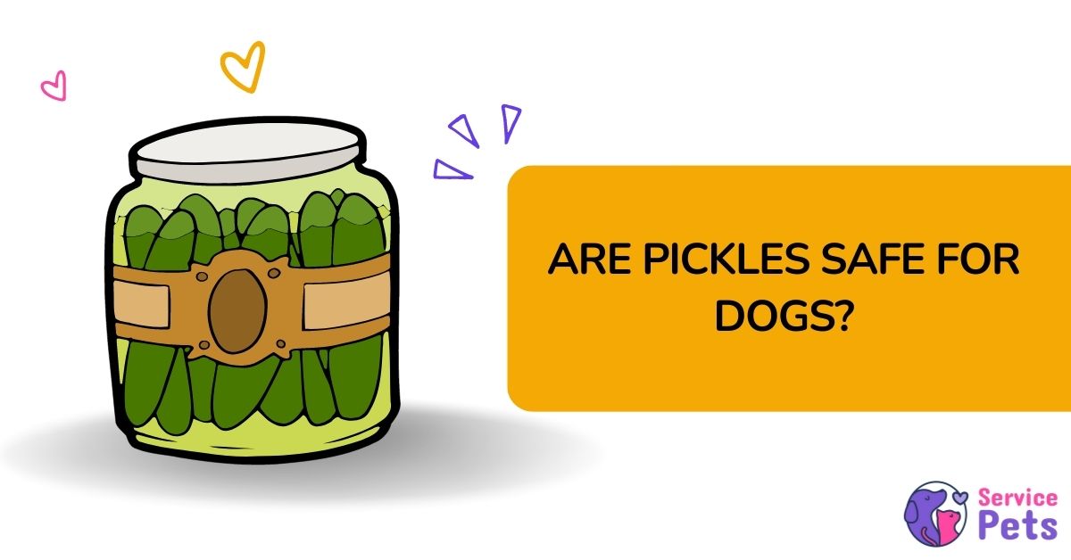 are dogs able to eat pickles safely?