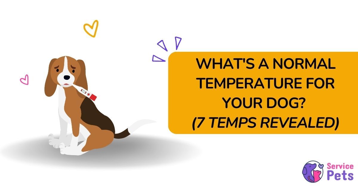 normal temp for dogs