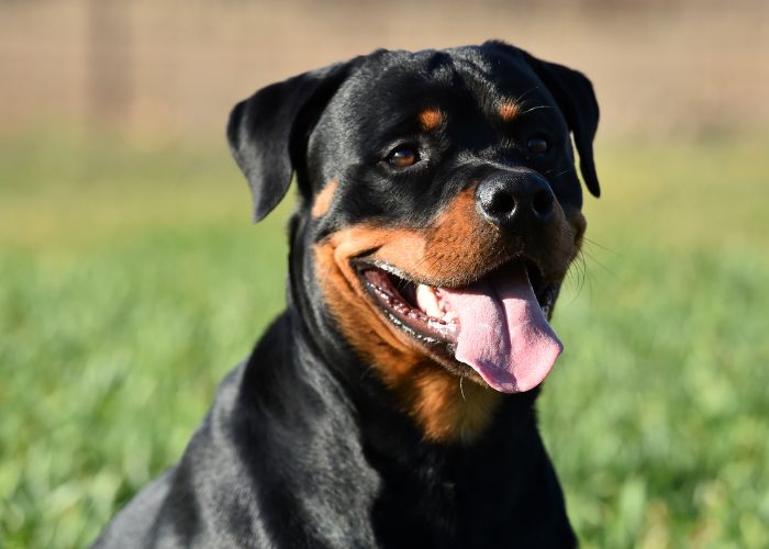 rottweiler service dog benefits