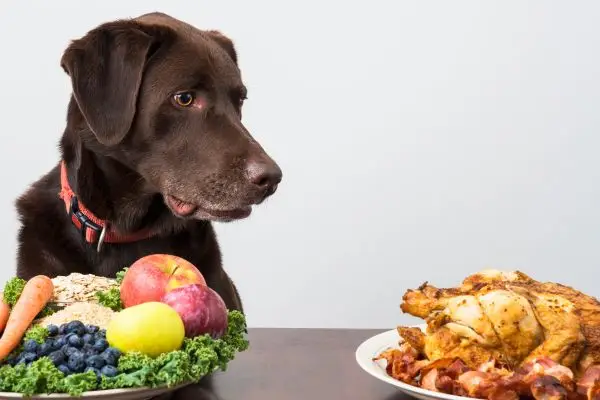 what human food can dogs eat