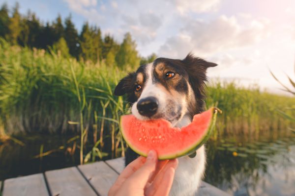 dog eating fruit - watermelon