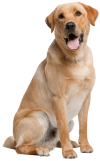 retriever service dog - Emotional Support Animals