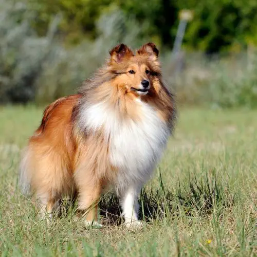 shetland sheepdogs are great ESAs for people in Idaho.